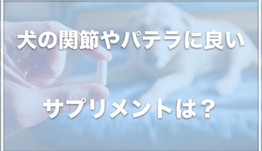 犬の関節・パテラに良いサプリメントでおすすめは？口コミが良いものを調査！