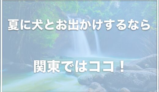 【夏に犬とお出かけ】涼しい場所は関東ではココ！神奈川の夏でも涼しいドッグランも！