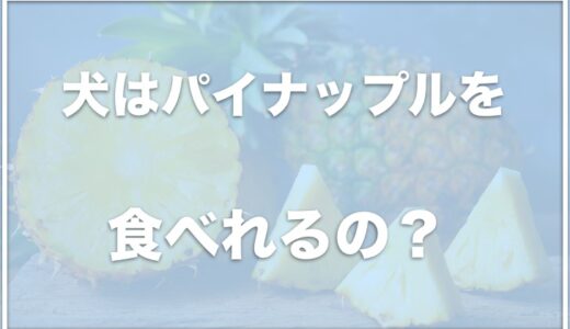 犬はパイナップルを食べれる？腎臓病の場合はパイナップルを食べさせない方がいいか調査！