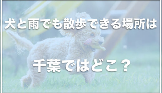 犬と雨でも散歩できる場所は千葉ではココ！室内ドッグランのある場所も調査