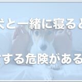 犬と一緒に寝ると死亡や分離不安の危険がある！？トイレのしつけが必須かどうかも調査！