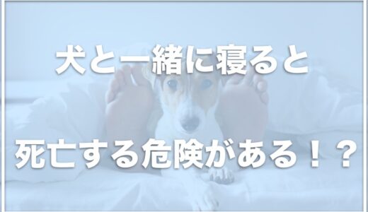 犬と一緒に寝ると死亡や分離不安の危険がある！？トイレのしつけが必須かどうかも調査！