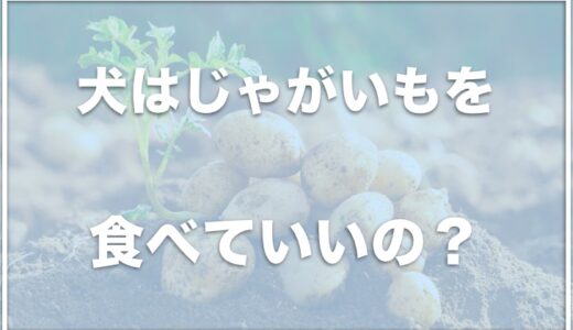 犬はじゃがいもを食べれる？生はNG？腎臓が悪い子は大丈夫なのかも調査！