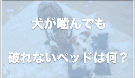 犬が噛んでも破れない・壊れないベッドは？耐噛みベッドのおすすめはこちら！