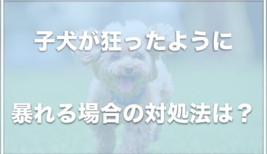 子犬が狂ったように噛む・暴れる場合の対処法は？いつまで暴れるものなのか病気なのかも調査！