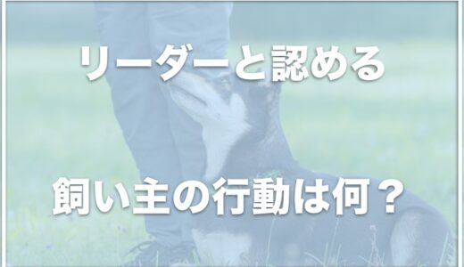 犬がリーダーと認める行動は何？リーダーと好きな人は違うのかも調査！