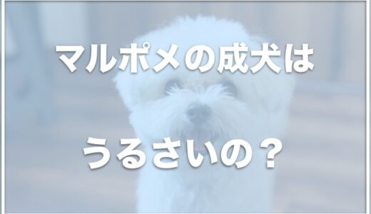 マルポメの成犬はうるさい？値段や性格の特徴は？抜け毛の量や寿命についても調査！