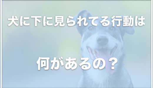 犬に下に見られてる行動はこの8つ！なめられてる行動がないかチェック