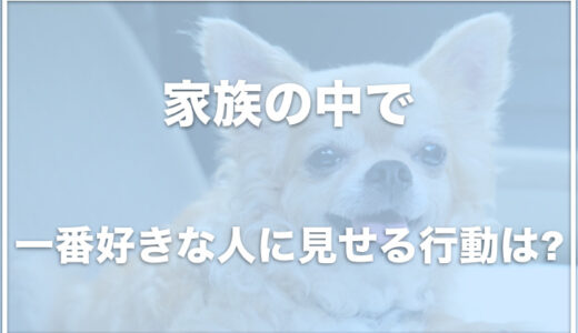 犬が家族の中で一番好きな人に見せる行動は？一番嫌いな人に見せる行動も調査！