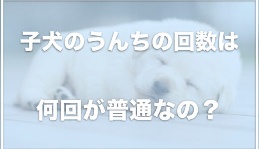 子犬のうんちの回数は何回？生後2ヶ月〜5ヶ月の子犬のうんちの回数を調査！