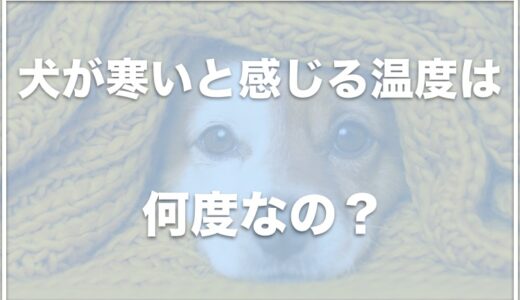 犬が寒いと感じる温度は？トイプードルやチワワの場合や寒い時のサインを調査！