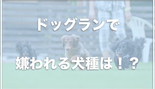 ドッグランで嫌われる犬種は？事故はイタグレやチワワに多い？迷惑になってしまうパターンも調査