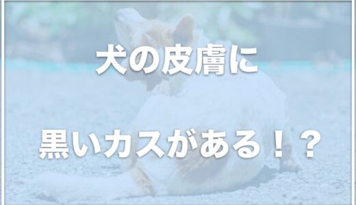 犬の皮膚に黒いカス！？かさぶたや黒ずみ・シミがあって気になるならコレをチェック