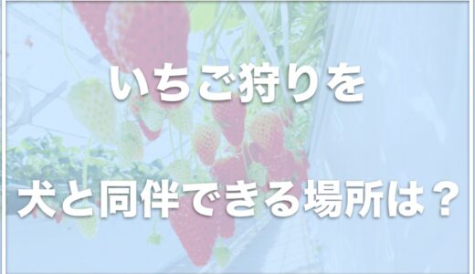 犬と行けるいちご狩りは埼玉ではココ！犬と同伴できる場所を知りたいならコレをチェック