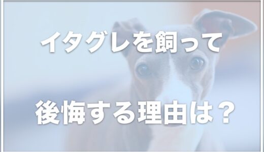 イタグレを飼って後悔！？可愛くないし気持ち悪い？飼いにくいというのは本当か調査！