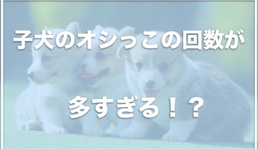 犬のオシっこの回数が多い！透明は異常？子犬の頻尿はストレスが理由なのか・尿が少しずつしか出ない場合はこれをチェック