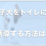 子犬のトイレ誘導の仕方は？トイレケージから出すと失敗するならこれをチェック