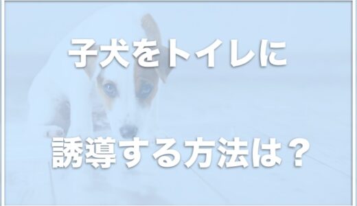 子犬のトイレ誘導の仕方は？トイレケージから出すと失敗するならこれをチェック