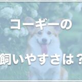 コーギーの飼いやすさは？尻尾を切る理由は何？子犬の値段や平均寿命も調査！