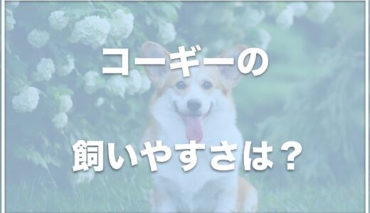 コーギーの飼いやすさは？尻尾を切る理由は何？子犬の値段や平均寿命も調査！