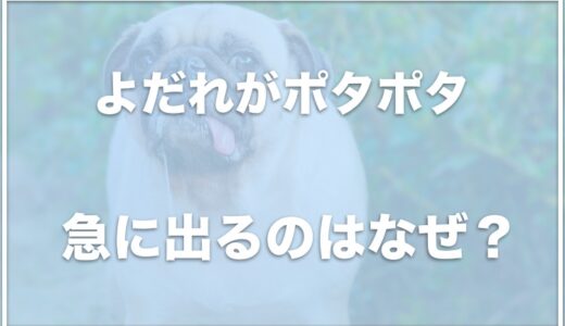 犬のよだれがポタポタ急に出る！元気・泡状の場合は大丈夫？ストレスなのかよだれが止まらない原因を調査！