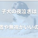 子犬の夜泣きは放置・無視がいい？いつまで夜泣きする？対策グッズも調査！