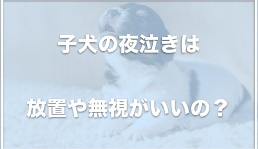 子犬の夜泣きは放置・無視がいい？いつまで夜泣きする？対策グッズも調査！