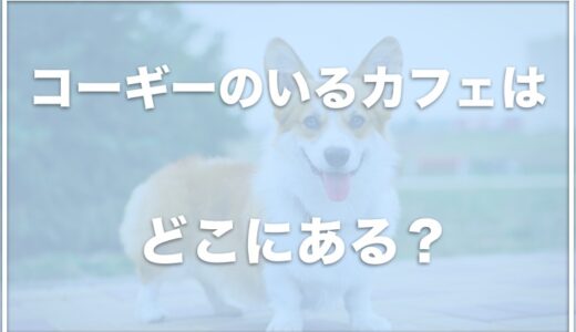 コーギーのいるカフェは東京・千葉・神奈川・茨城ではココ！関東で探している方はこれをチェック