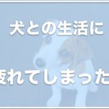 犬中心の生活にうんざり！育犬ノイローゼで手放したい・犬のせいでストレスを感じているならこれをチェック！