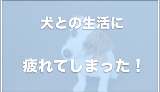 犬中心の生活にうんざり！育犬ノイローゼで手放したい・犬のせいでストレスを感じているならこれをチェック！