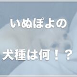 いぬぽよ(YouTuberヒカルの愛犬)の犬種は何？性別や体重も調査！