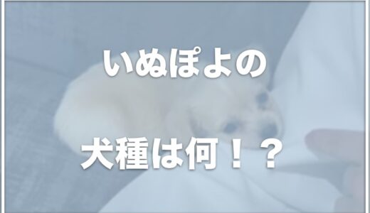 いぬぽよ(YouTuberヒカルの愛犬)の犬種は何？性別や体重も調査！