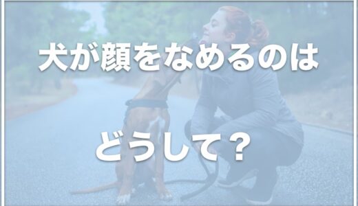 犬が顔をなめる！しつこい場合は強迫性障害かも？顔を舐めてくる理由を調査！