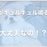 犬のお腹がキュルキュル鳴る！寝てる時・食欲不振の時にマッサージはNGか調査！