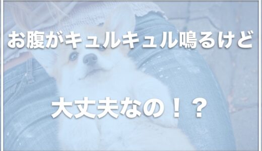 犬のお腹がキュルキュル鳴る！寝てる時・食欲不振の時にマッサージはNGか調査！