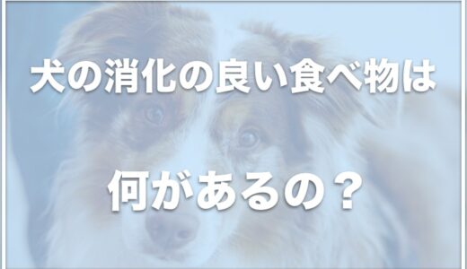 犬の消化の良い食べ物は何？手作りの際のおすすめや下痢の時に食事を手作りする場合に良い食材を調査