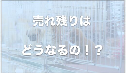 カインズホームのペットの売れ残りはどうなる？譲渡会の費用についても調査！