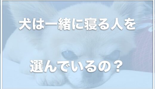 犬は一緒に寝る人を選ぶ？飼い主が寝るのを待つ・一緒に寝たがる心理を調査！