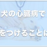 犬の心臓病で気をつけることは？末期症状や水をよく飲むか・咳を止める方法も調査！