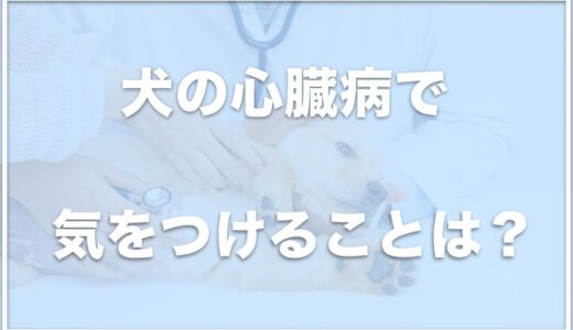 犬の心臓病で気をつけることは？末期症状や水をよく飲むか・咳を止める方法も調査！