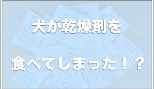 犬が乾燥剤を食べた！白い粉やエージレス・袋ごと食べた場合の対処法を調査！