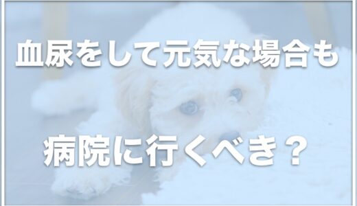 犬が血尿を出して急死することはある？すぐ治ったという知恵袋の報告を信じるのは危険？一回だけでも病院に行くべきか調査！