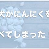 犬がにんにくを少量食べた！ひとかけらなら大丈夫？致死量も調査！