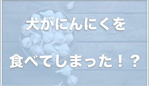 犬がにんにくを少量食べた！ひとかけらなら大丈夫？致死量も調査！