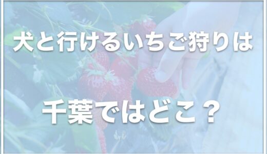 犬と行けるいちご狩りは千葉ではココ！犬同伴OK・ペット可のいちご狩りできる場所は千葉ではこちら！