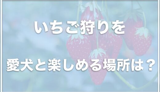 犬と行けるいちご狩りは神奈川・山梨ではココ！犬同伴OKの場所を調査！