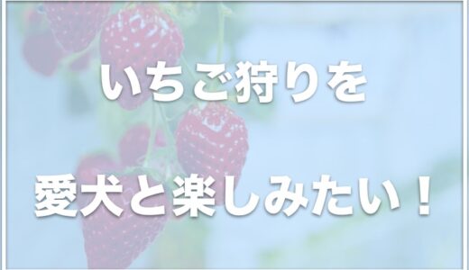 犬と行けるいちご狩りは愛知・静岡ではココ！犬同伴・ペット可でいちご狩りを楽しめる場所を紹介！