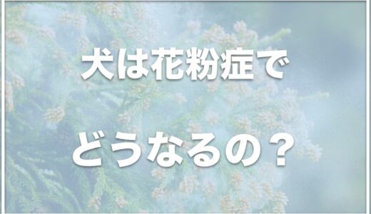 犬は花粉症で目やにが増える？目が充血する場合の対処法や薬を調査！