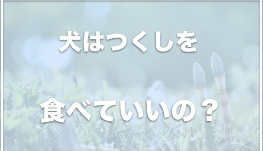 犬がつくしを食べるのは大丈夫？生で食べてもいい？量も調査！