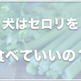 犬はセロリを生で食べれる？食べて大丈夫かレシピも調査！